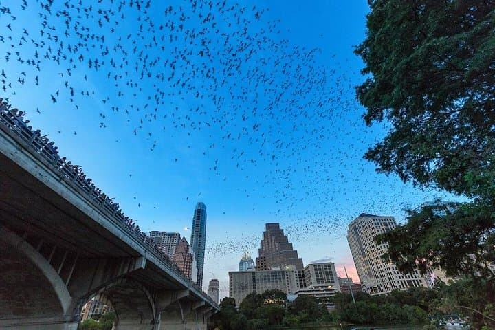 Congress Avenue Bat Bridge