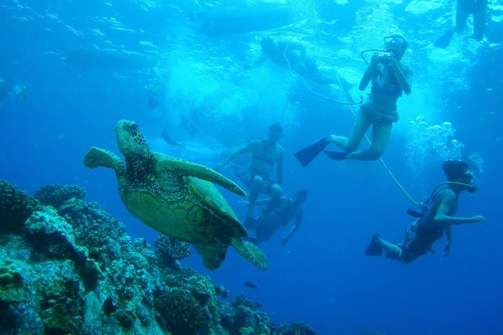 Snorkelling at Molokini Crater