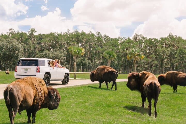 Wild Florida Drive-Thru Safari & Airboat
