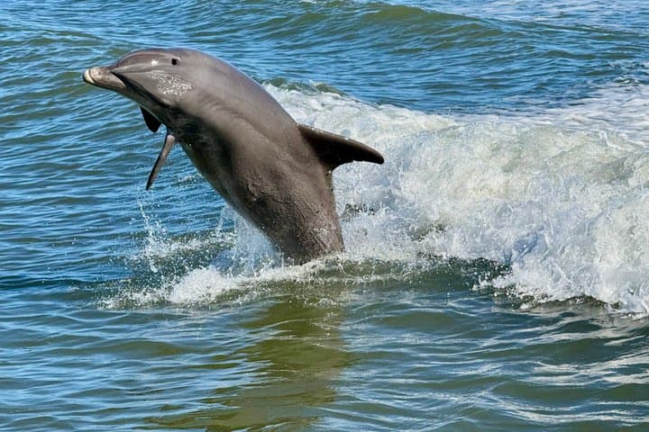 Marco Island Shelling & Dolphin Cruise