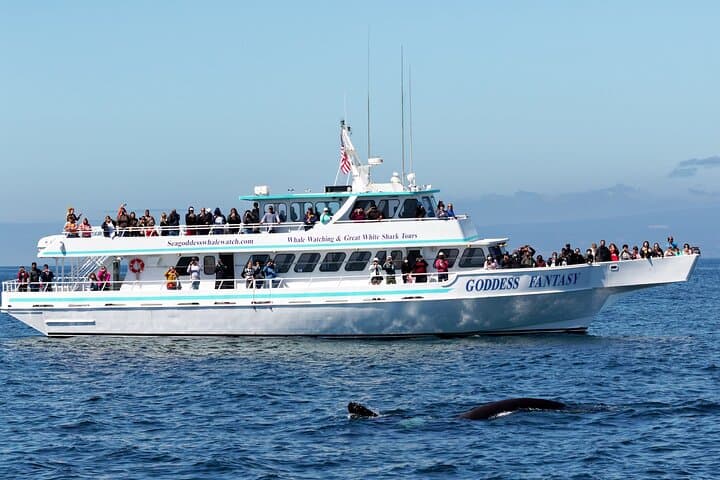 Monterey Bay Whale Watching Cruise