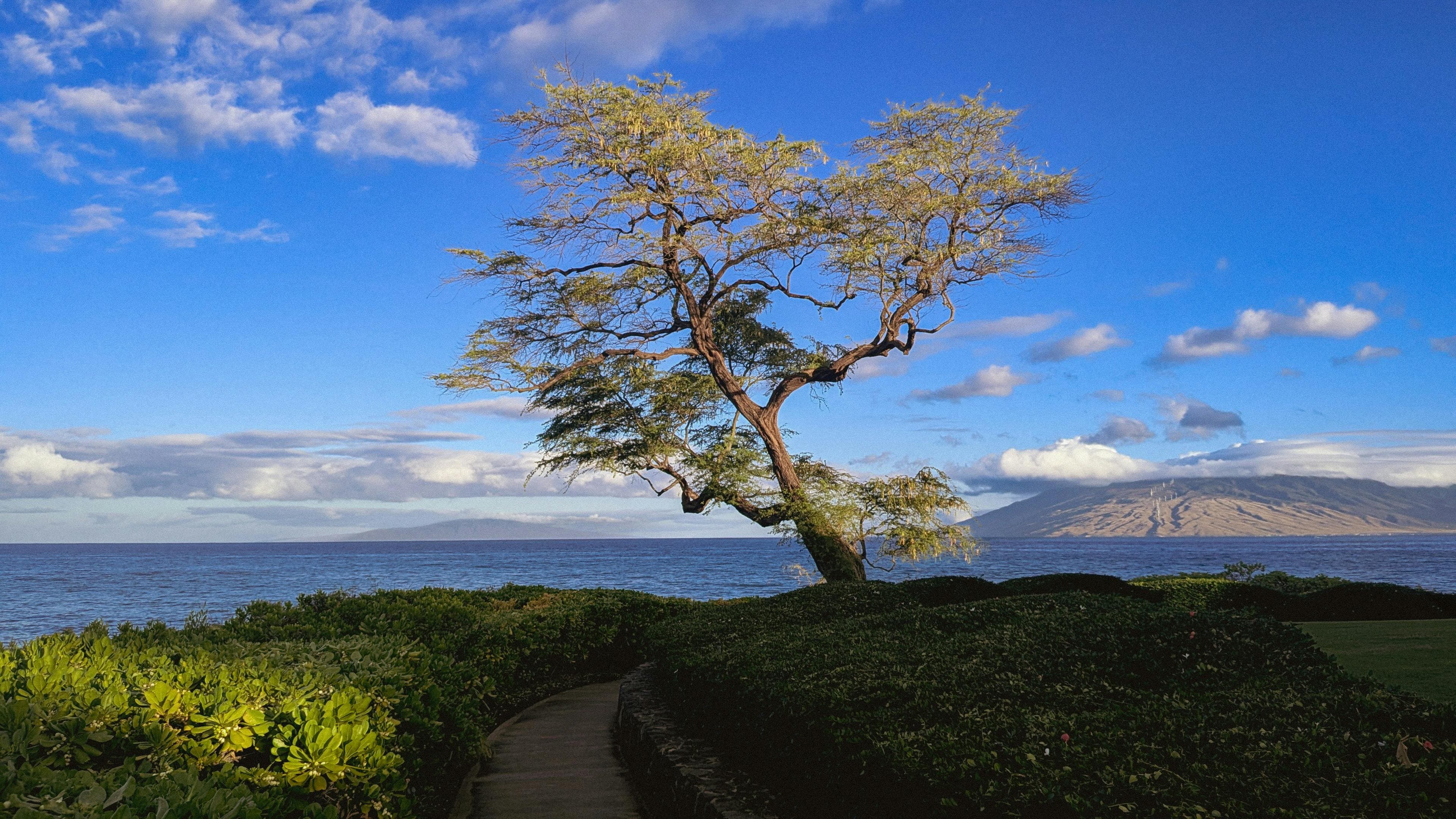 Windswept tree on a Maui coastal path with West Maui Mountains across the channel